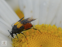 wedge-shaped beetle (Macrosiagon flavipennis)