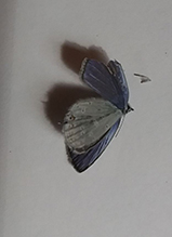 western tailed-blue