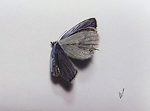 western tailed-blue