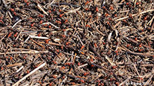 western thatching ant