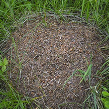 western thatching ant