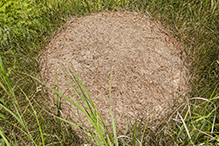 western thatching ant