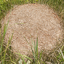 western thatching ant