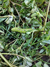 white-lined sphinx