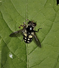 white-spotted pond fly