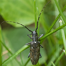 white-spotted sawyer