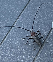 white-spotted sawyer