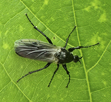 white-winged march fly
