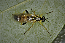 wood soldier fly (Xylomya terminalis)