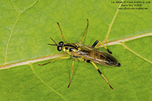 wood soldier fly (Xylomya terminalis)