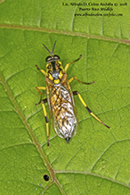 wood soldier fly (Xylomya terminalis)