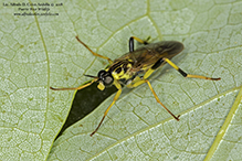 wood soldier fly (Xylomya terminalis)