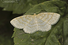yellow-dusted cream moth