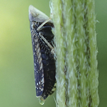 yellow-faced leafhopper