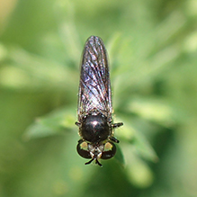 yellow-faced micropanther