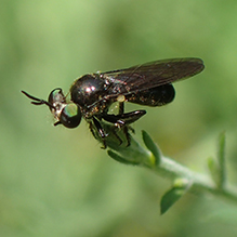 yellow-faced micropanther