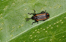 yellow-lined tortoise beetle