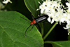 America long-horned beetle