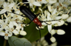 America long-horned beetle
