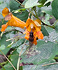 American snout fly