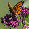 Atlantis fritillary