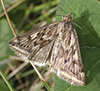 alfalfa webworm moth