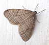 Bruce spanworm moth