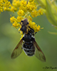 bald-faced hornet fly