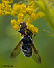 bald-faced hornet fly