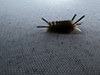 banded tussock moth