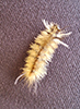 banded tussock moth