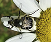 bee-mimic beetle (Trichiotinus assimilis)