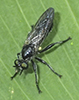 bee-like robber fly (Laphria canis complex)
