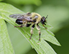 bee-mimic robber fly (Laphria sacrator)