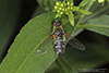 bee fly (villa lateralis)