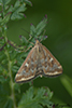 beet webworm moth