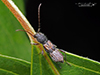 bimaculate longhorn beetle