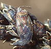 birch catkin bug