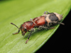 black-legged checkered beetle