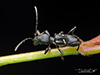 black-legged long-horned beetle