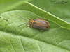 black-margined loosestrife beetle