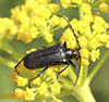 black-winged long-horned beetle