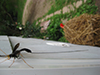black giant ichneumonid wasp