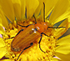 blister beetle (Nemognatha sp.)
