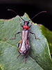 blood-necked longhorn beetle