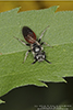 blood bee (Sphecodes sp.)