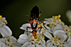 bordered wedge-shaped beetle