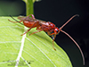 braconid wasp (family Braconidae)