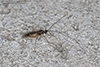 braconid wasp (Macrocentrus marginator)