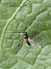 braconid wasp (Opius sp.)